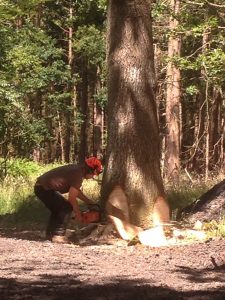 Cutting timber (Berkshire)